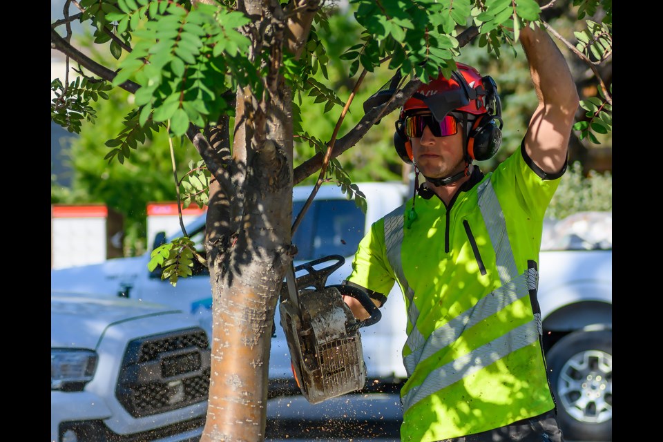 Danny Finn, an arborist with Alpine Precision tree services, cuts down a mountain ash tree in Canmore's Rotary Friendship Park last August. RMO FILE PHOTO