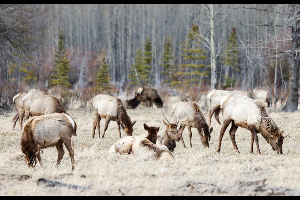 A group of elk in Banff in spring 2024. JUNGMIN HAM RMO PHOTO