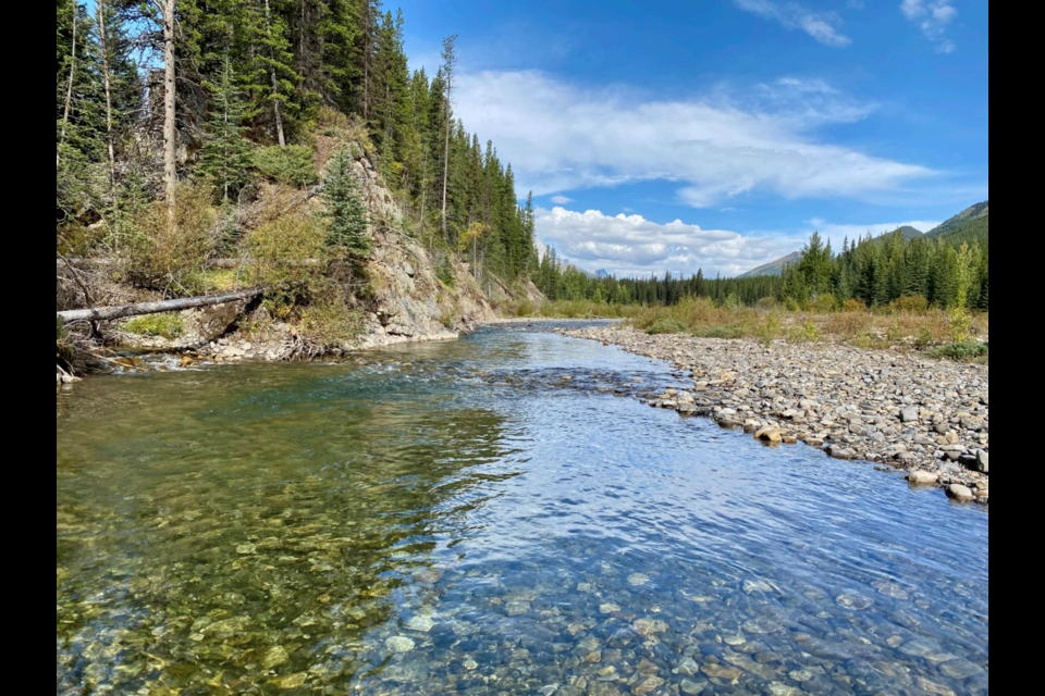 The Highwood River at its confluence with Loomis Creek in the Upper Highwood of Kananaskis Country. Both waters hold threatened bull trout 
listed under Canada’s Species at Risk Act and Loomis Creek also holds an increasingly rare 
conservation population of near-pure westslope cutthroat trout.

PHOTO COURTESY OF DAVE MAYHOOD
