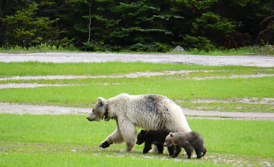 gb178-with-cubs