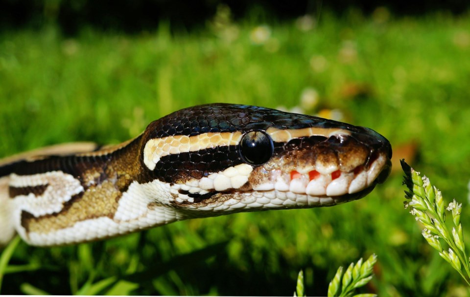 20240722-ball-python-wildlife-warning-stock-photo-1