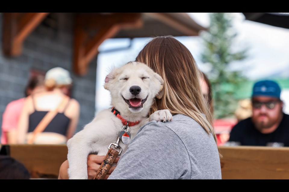 Puppy Lola is in the arms of volunteer Emily Portinari during the Heart Mountain Rescue summer fundraiser at Sheepdog Brewing in Canmore on Saturday (Aug. 10). JUNGMIN HAM RMO PHOTO