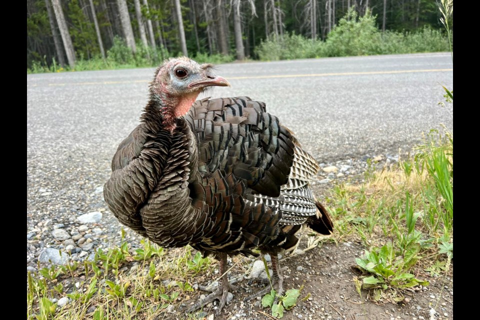 A wild turkey spotted in Kananaskis Country on July 29.

LISA DEVOS SHKROBOT FACEBOOK PHOTO