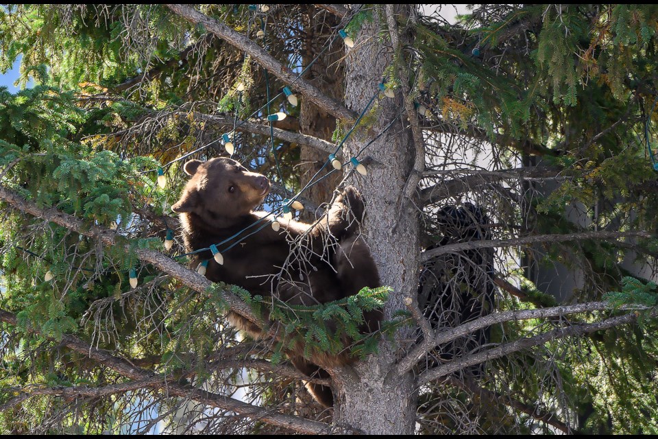 A young bear sits in a tree in in downtown Canmore, near The Tin Box, on Sunday (Sept. 15). The bear, which the species hasn't been identified currently, was tranquilized by a Fish and Wildlife officer to be relocated. MATTHEW THOMPSON RMO PHOTO