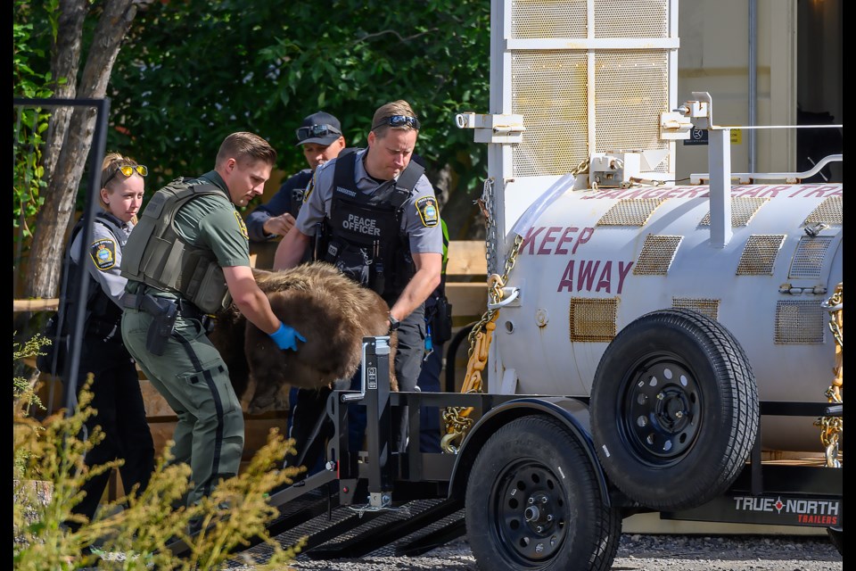 A Fish and Wildlife and Peace officer carry the young bear into the trap after darting it in downtown Canmore, near Tin Box, on Sunday (Sept. 15). The bear was tranquilized by Fish and Wildlife officer and relocated. MATTHEW THOMPSON RMO PHOTO