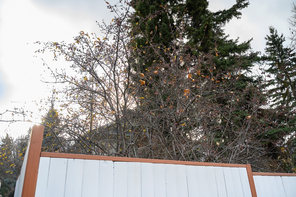 A crabapple tree in the backyard of a Cougar Point Road house, which backs onto Benchlands Trail where The Boss, bear 122, was seen peering over the fence of on Sunday night (Nov. 3). MATTHEW THOMPSON RMO PHOTO