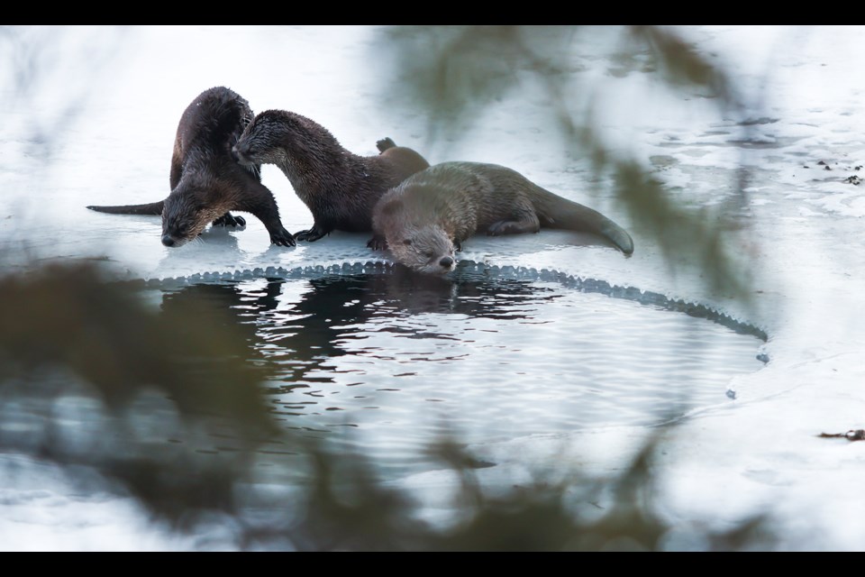 River otters huddle together on the ice of the Vermilion Lakes on Thursday (Jan. 9) as they rest between swims. JUNGMIN HAM RMO PHOTO