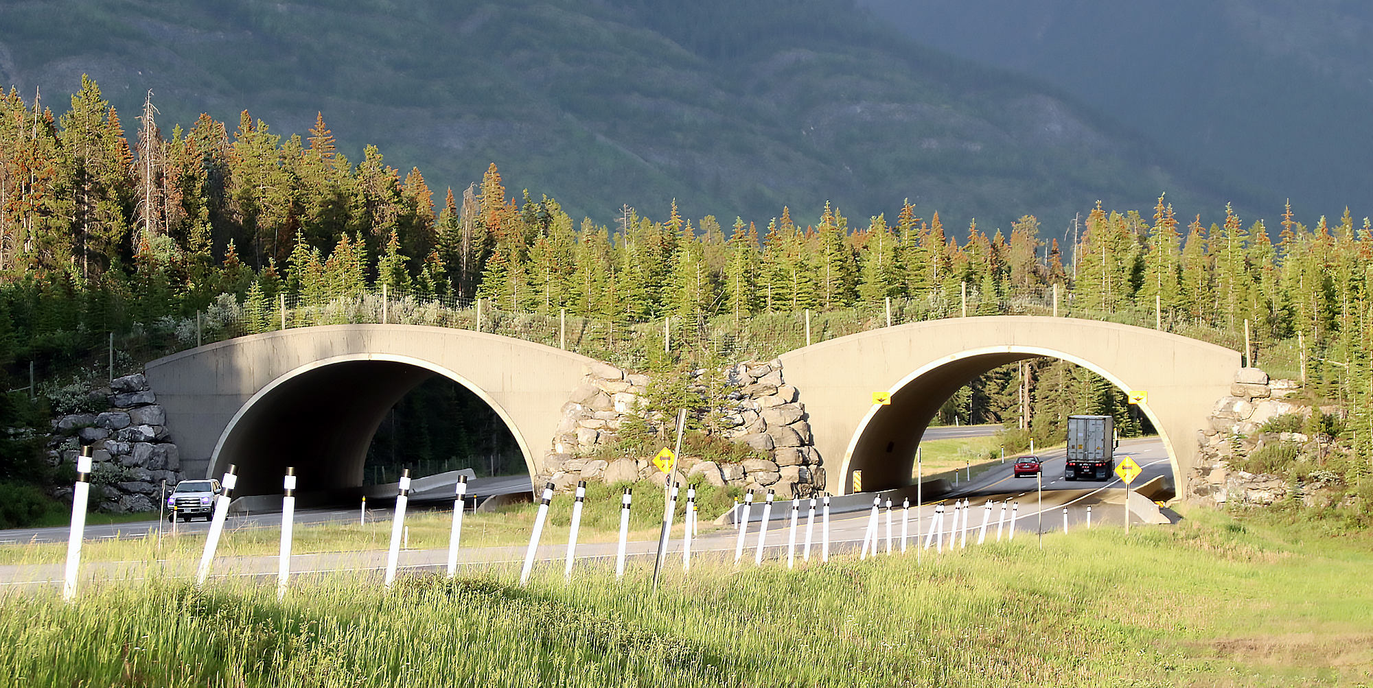 How do wildlife know to use animal bridges and crossings