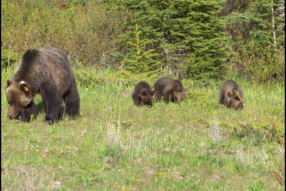 Bear 139 with her two newborn cubs and her adopted cub (middle) on June 12. 
PHOTO COURTESY OF GOVERNMENT OF ALBERTA