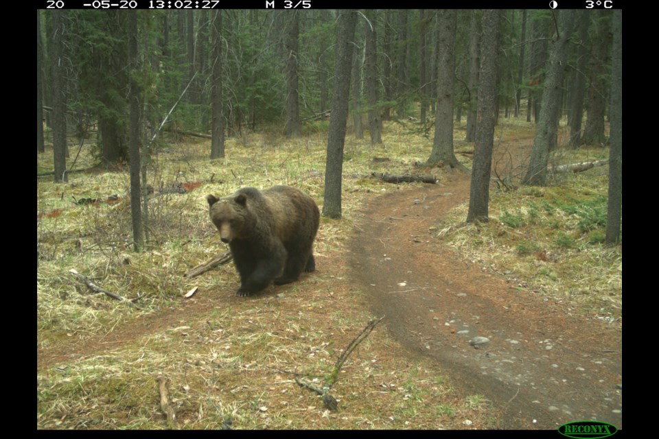 A grizzly bear captured walking along a trail by a camera. This image is one of more than 10,000 of this species within the study's dataset, and demonstrates that grizzly bears will use hiking trails to move through forested landscapes, but are less likely to do so in areas with high human use. PHOTO COURTESY OF ALBERTA PARKS