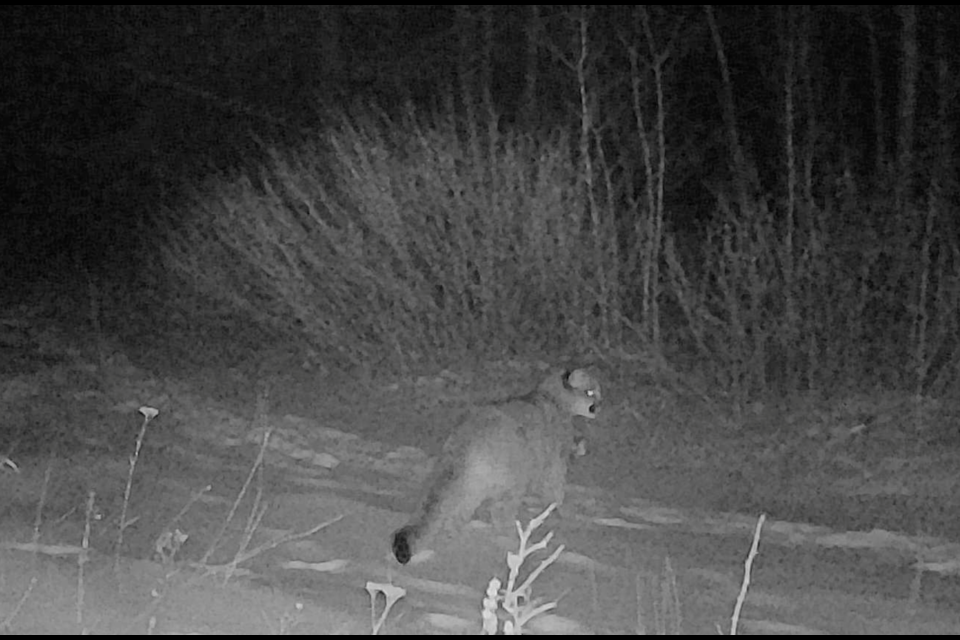 Canmore photographer John Marriott's trail cameras pick up images of the orphaned cougar kittens. PHOTO COURTESY OF JOHN MARRIOTT