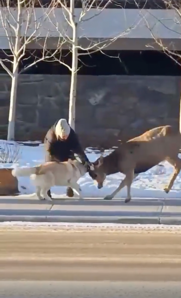 dog-attacks-deer