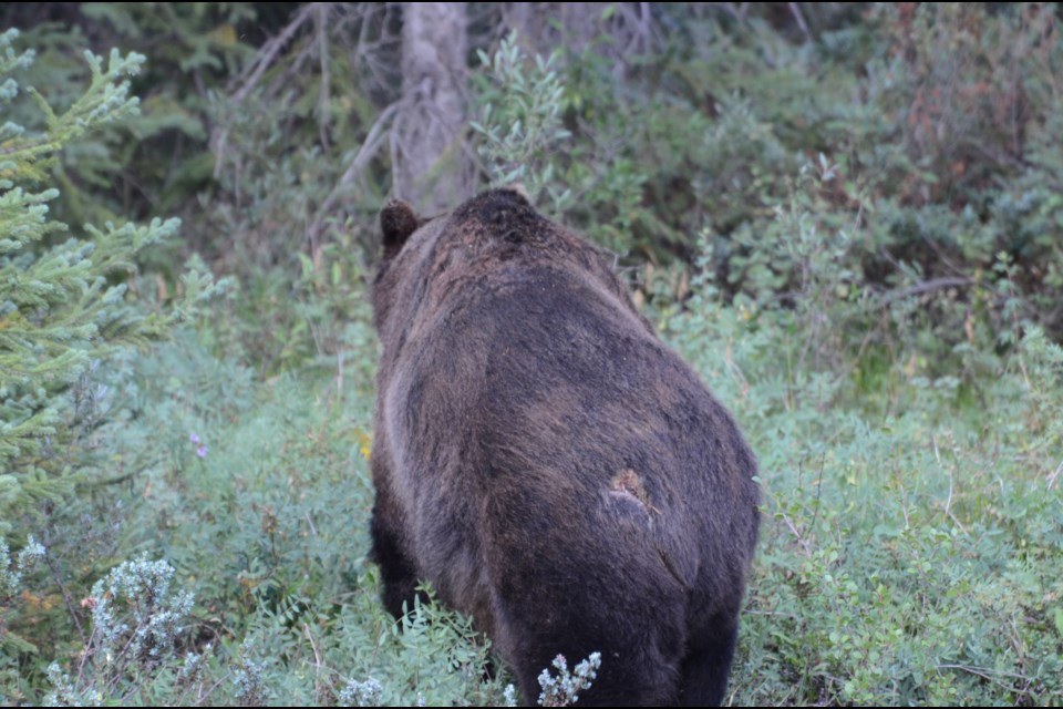 The Boss with an injury to his hind this summer. Adam Sherriff/Parks Canada photo