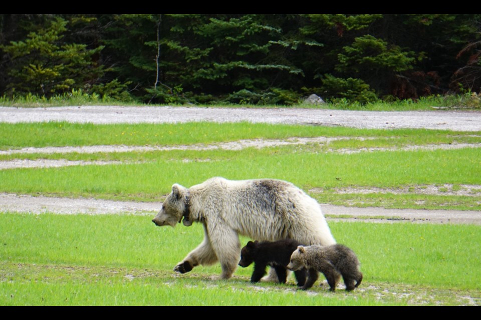 Bear 178, also nicknamed Nakoda, and her cubs.  PARKS CANADA PHOTO