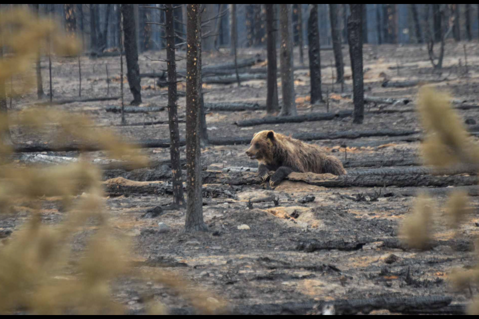 A grizzly bear survives the wildfire and lays amongst the ashes. PARKS CANADA PHOTO