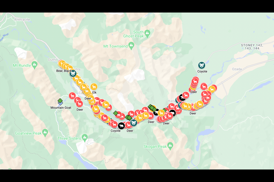 Visualization of Alberta Wildlife Watch Program carcass records, 2016-2023, on Bow Valley roads and highways between the Banff National Park east gate and the Kananaskis River. HANDOUT