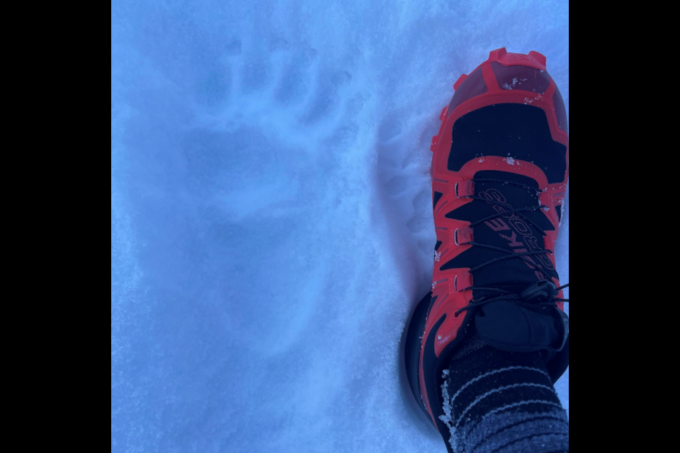 The paw print of a grizzly bear that came out of the den in Jasper National Park last week. PARKS CANADA HANDOUT