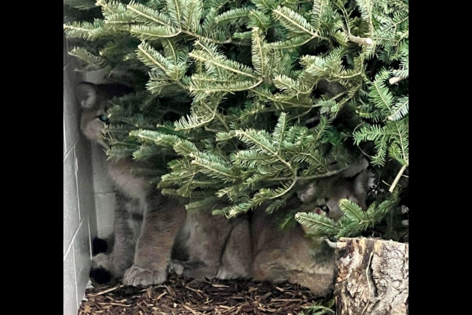 The two cougar kittens hide behind trees at the Calgary Zoo. Photo courtesy Calgary Zoo.