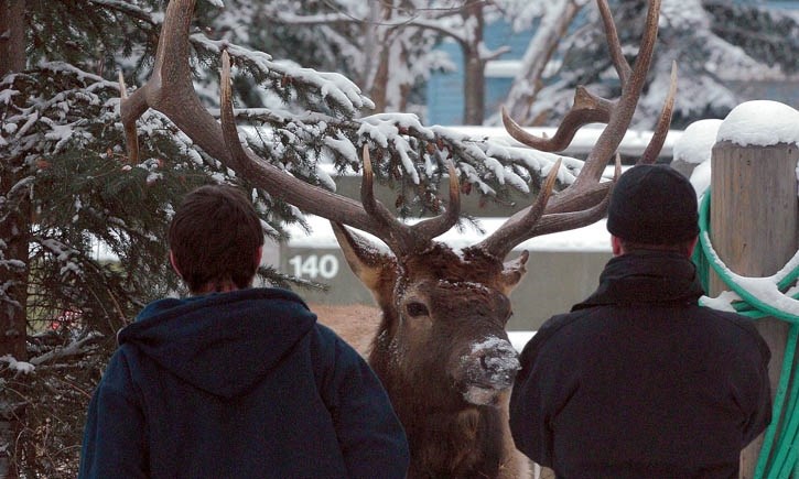 Visitors to Banff get dangerously close to a bull elk. RMO FILE PHOTO