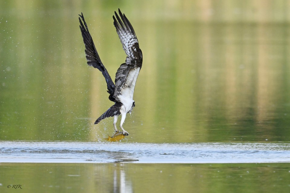 _rtr2249-osprey-dive