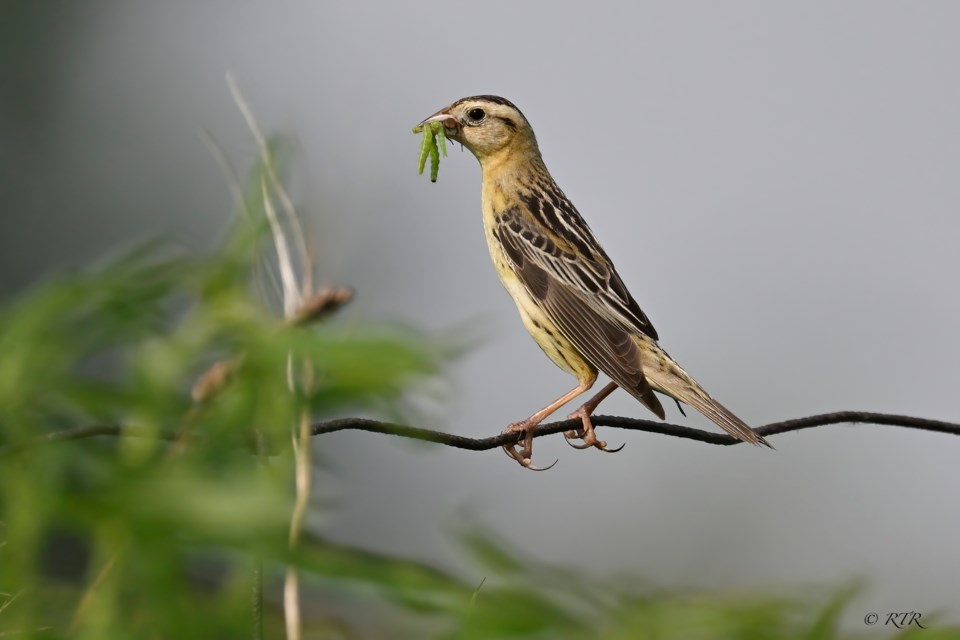 _rtr2616sem-f-bobolink-with-insects-standard