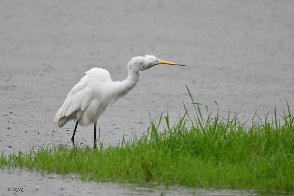 _rtr3879sem-grt-wh-egret-in-rain-1