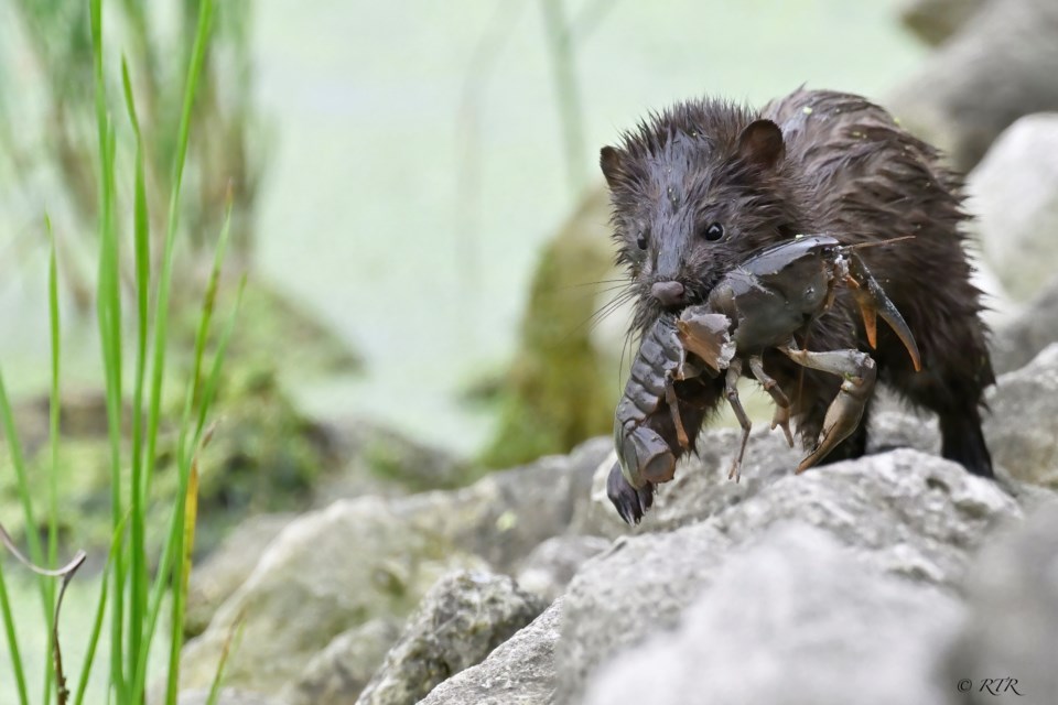 _rtr4523sem-mink-with-lg-crayfish