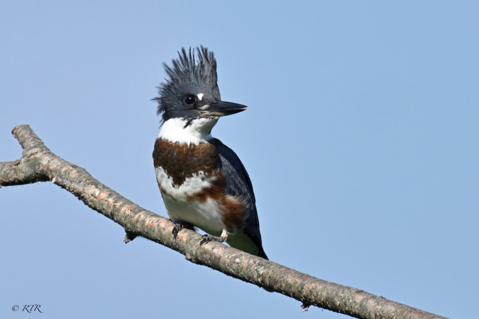 _rtr4584sem-f-belted-kingfisher