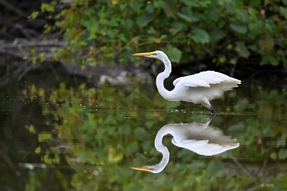 _rtr6428sem-grt-wh-egret-taking-off