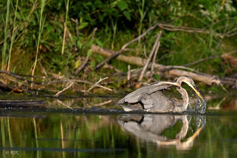 _rtr6641sem-blue-heron-sequence