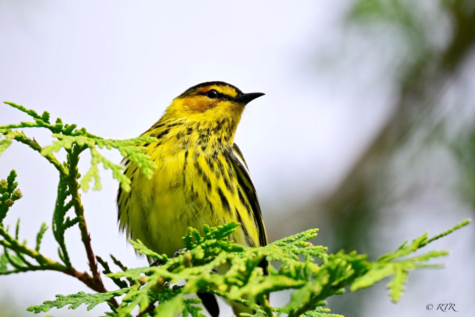 _rtr7537sem-cape-may-warbler