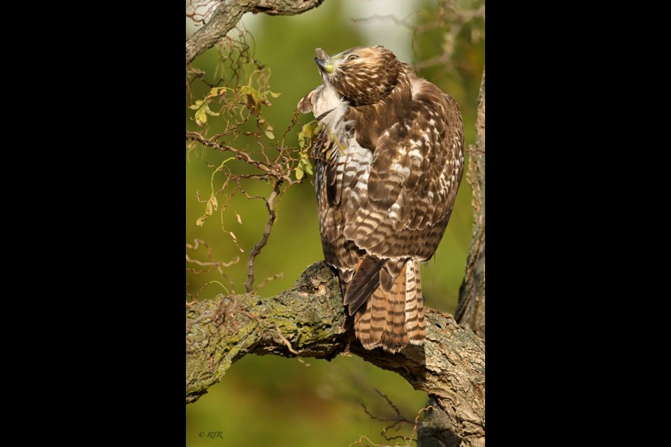 Red Tail Hawk