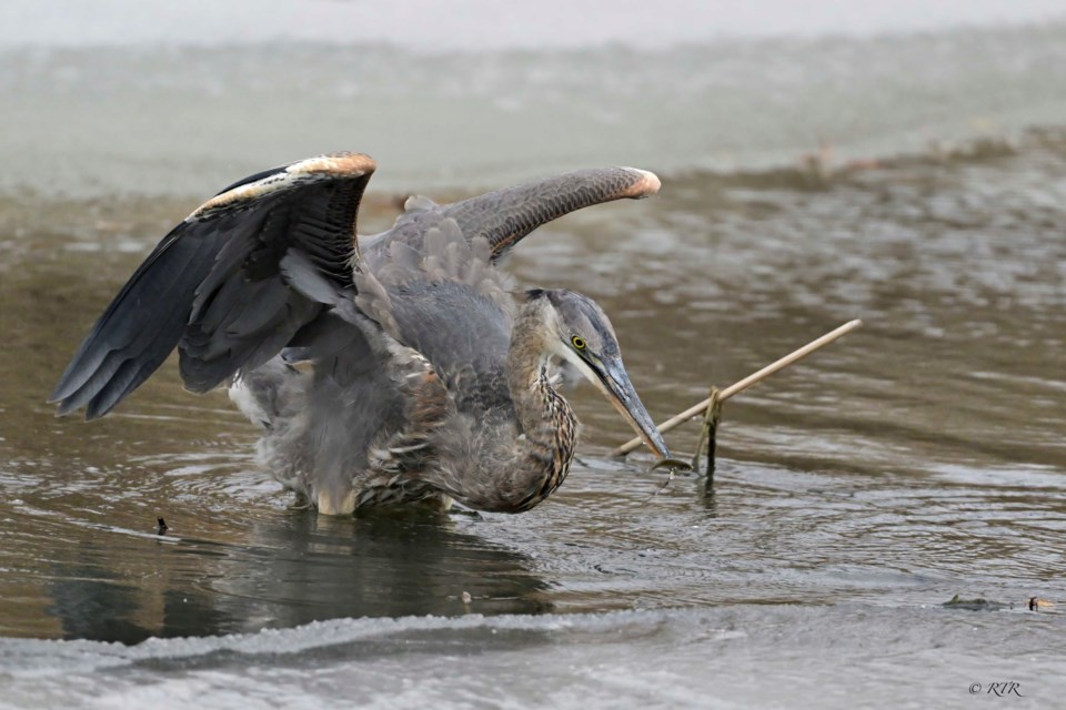 Brownish Great Blue Heron