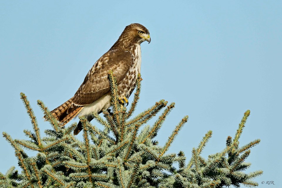 Red Tailed Hawk