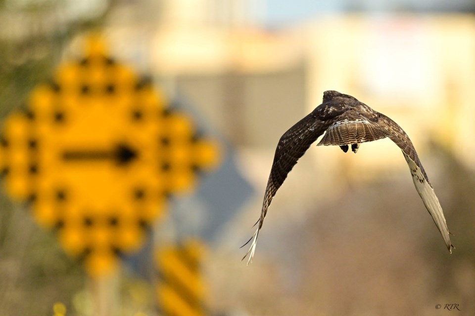 _ron7954sem-harrier-views-sign