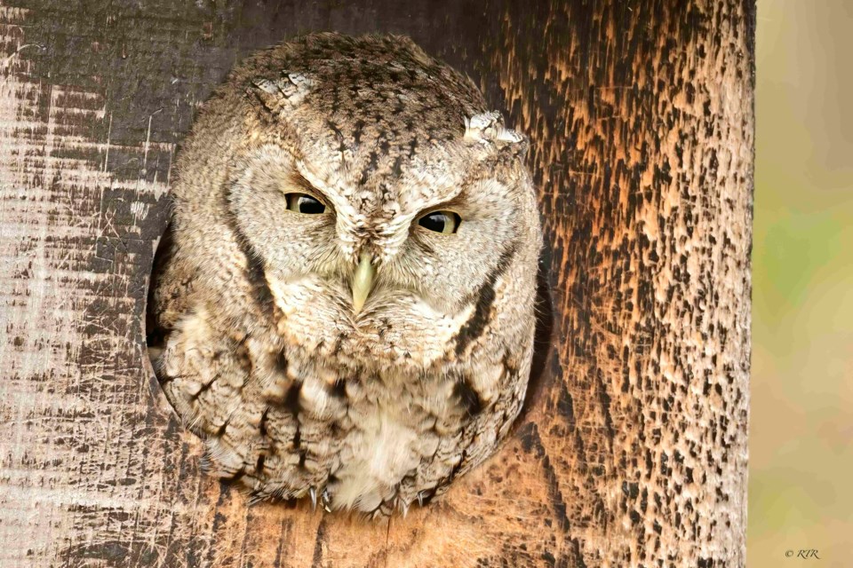 Screech Owl in Canatara