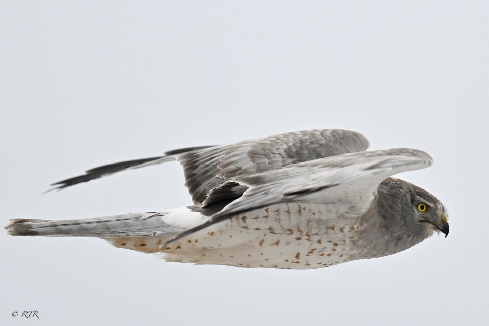 Grey Ghost Male Harrier