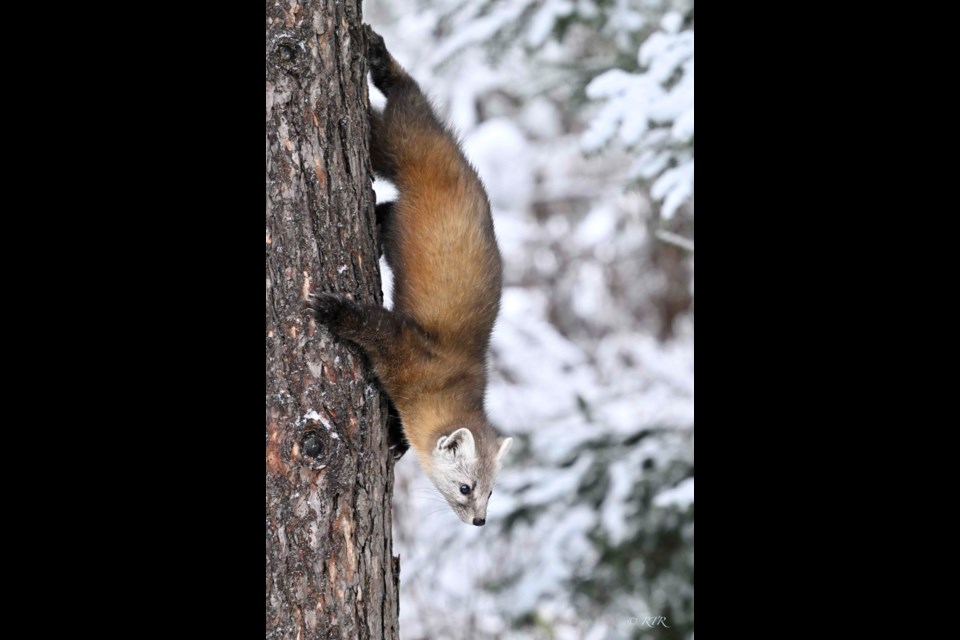 Pine Marten in Algonquin Park