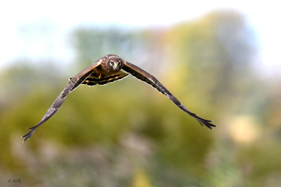 Female Harrier on Thanksgiving