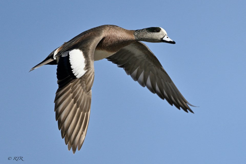 Male American Wigeon in our Sarnia Bay