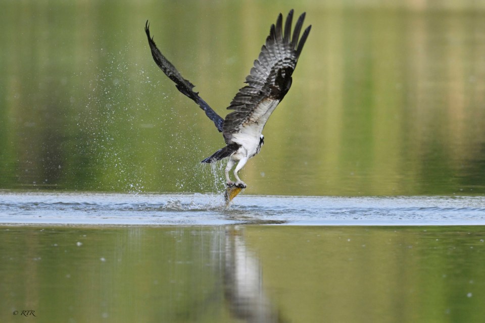 Osprey dive on Lake Chipican