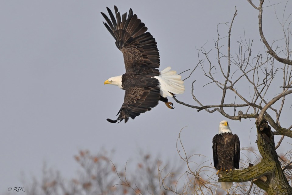 Pair of Eagles on St. Clair River