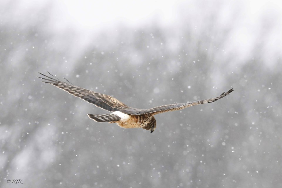 Female Harrier hunting while snowing