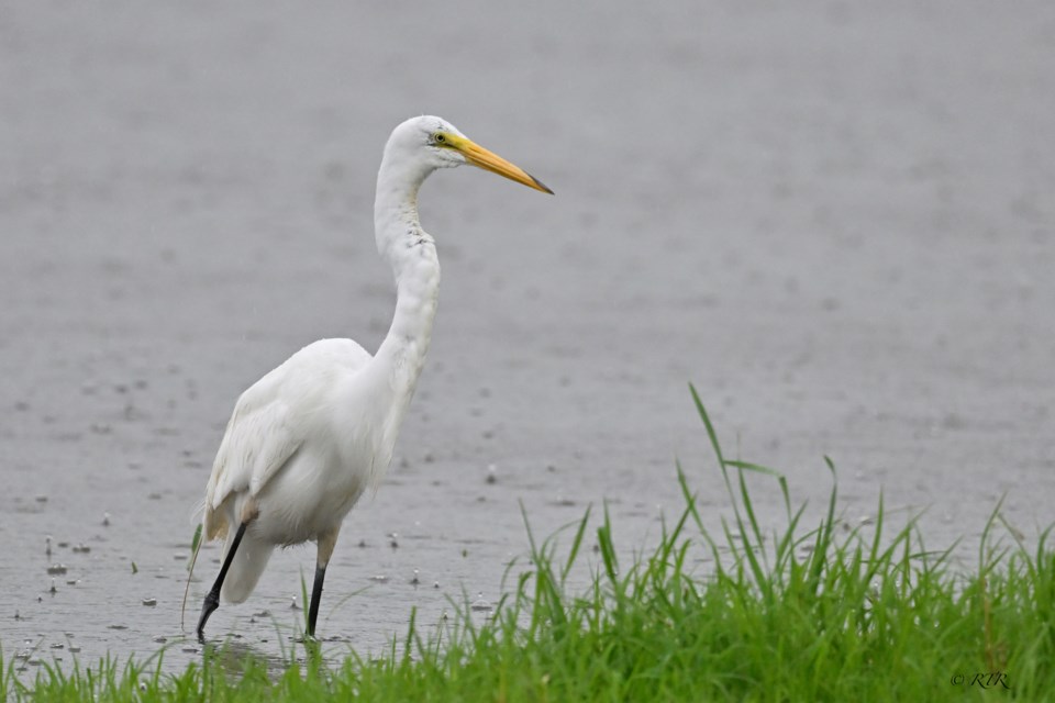 Great white Egret in the rain