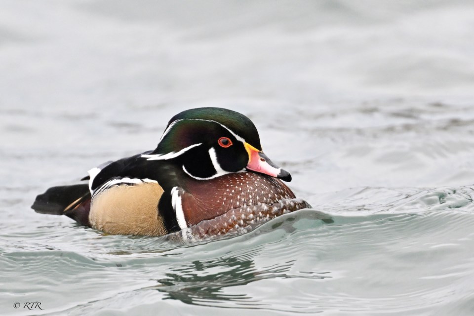 Male Wood Duck in the Sarnia Bay