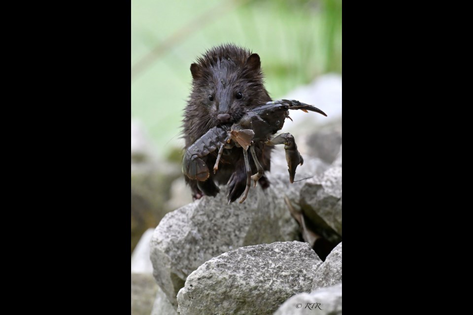 Mink with Crayfish