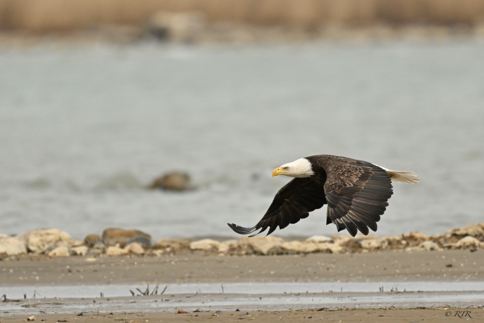 Eagle flying low over Kettle Point beach