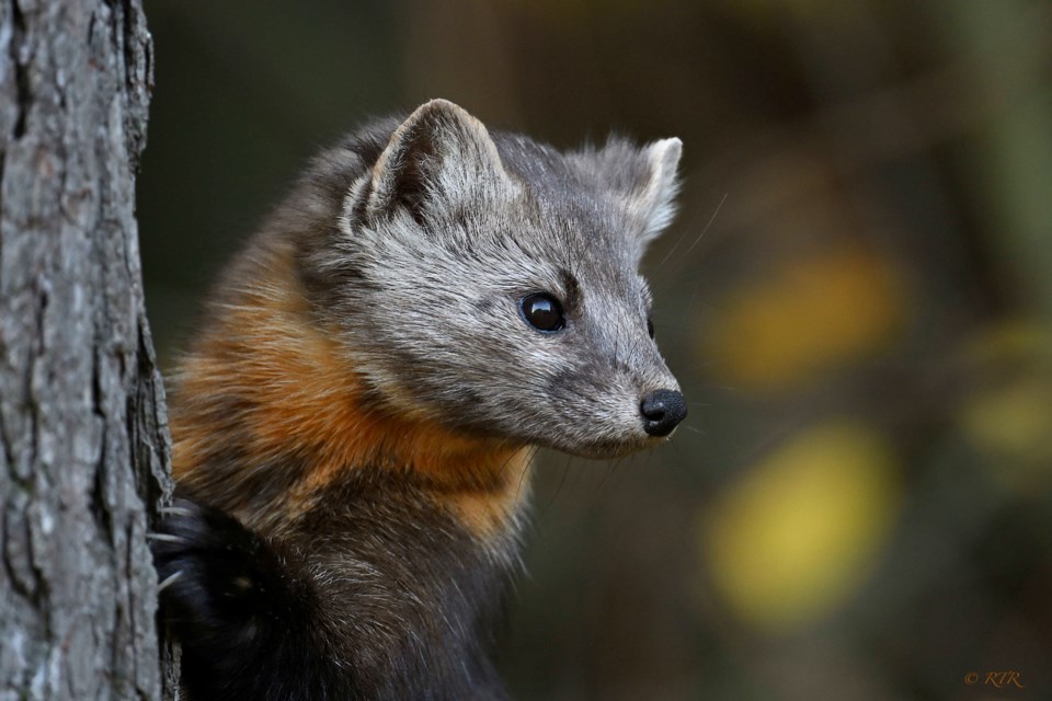 Pine marten