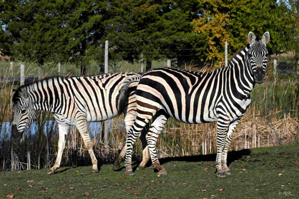 Zebras in Lambton County