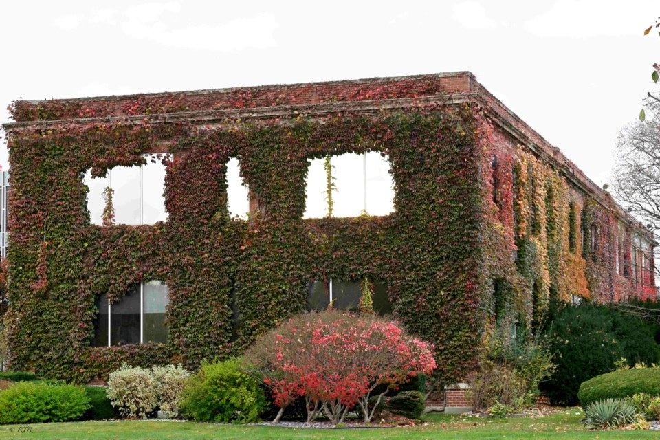 _rtr5308sem-fall-ivy-on-imperial-oil-bldg